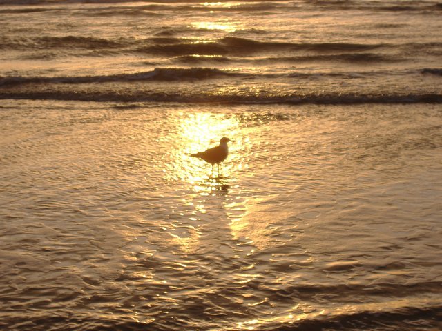 The beach at Port Aransas